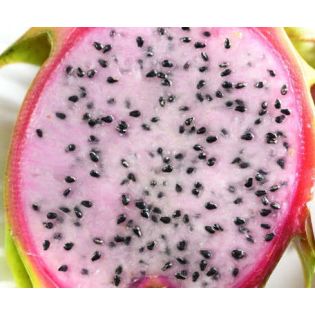 Pitaya : Hylocereus guatemalensis (Pitaya ou fruit du dragon)