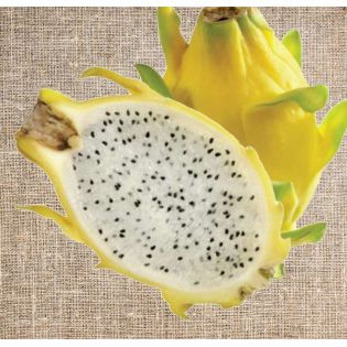 Pitaya : Hylocereus Isis golden jaune vif (Pitaya ou fruit du dragon)