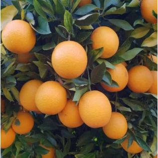 Citrus sinensis var.Valencia Midknigh (oranger gros fruit sans pépins)
