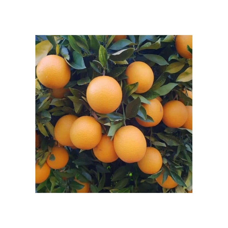 Citrus sinensis var.Valencia Midknigh (oranger gros fruit sans pépins)