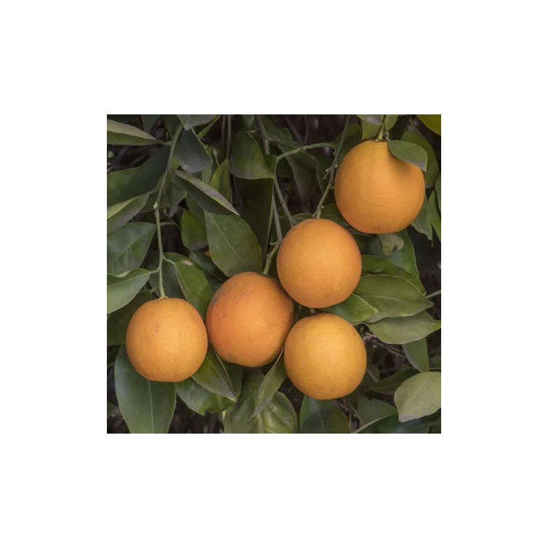 Citrus sinensis var. Salustiana (oranger excellent jus)