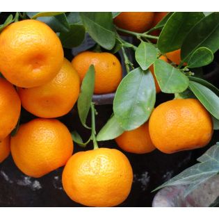 Citrus clémentina var. Clemenules (Très gouteux et sucré)