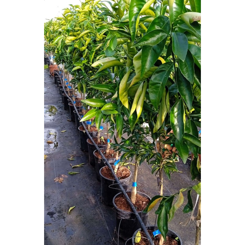 Citrus sinensis var. Washington navel (oranger hatif sans pépins)