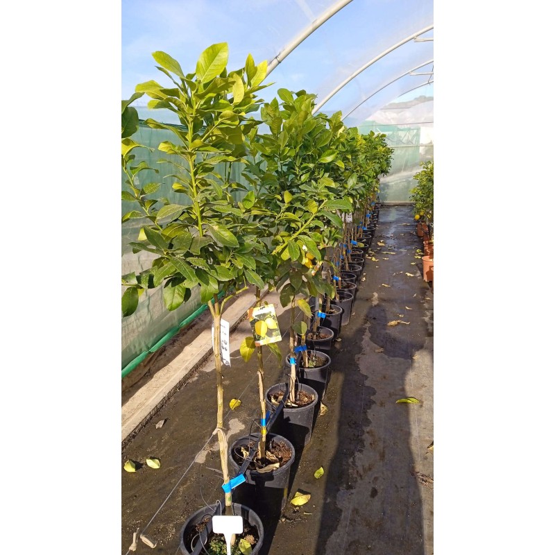 Citrus limon var Eureka (citron toute l'année)