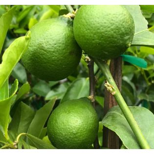 Citrus aurantifolia bears (citron vert gros fruit)