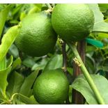 Citrus aurantifolia bears (citron vert gros fruit)