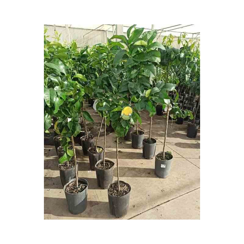 Agrumes x paradisii pamplemoussier