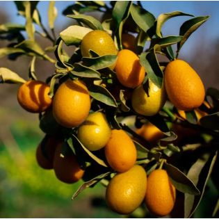 Citrus Kumquat pequeno (Fortunella margarita variété petit fruit gouteux)