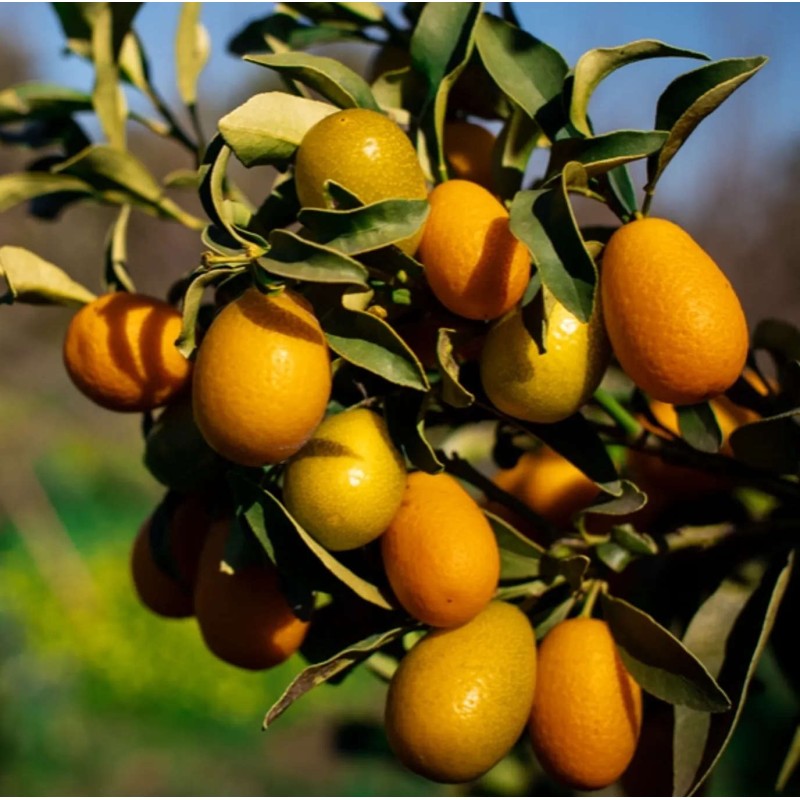 Citrus Kumquat pequeno (Fortunella margarita variété petit fruit gouteux)