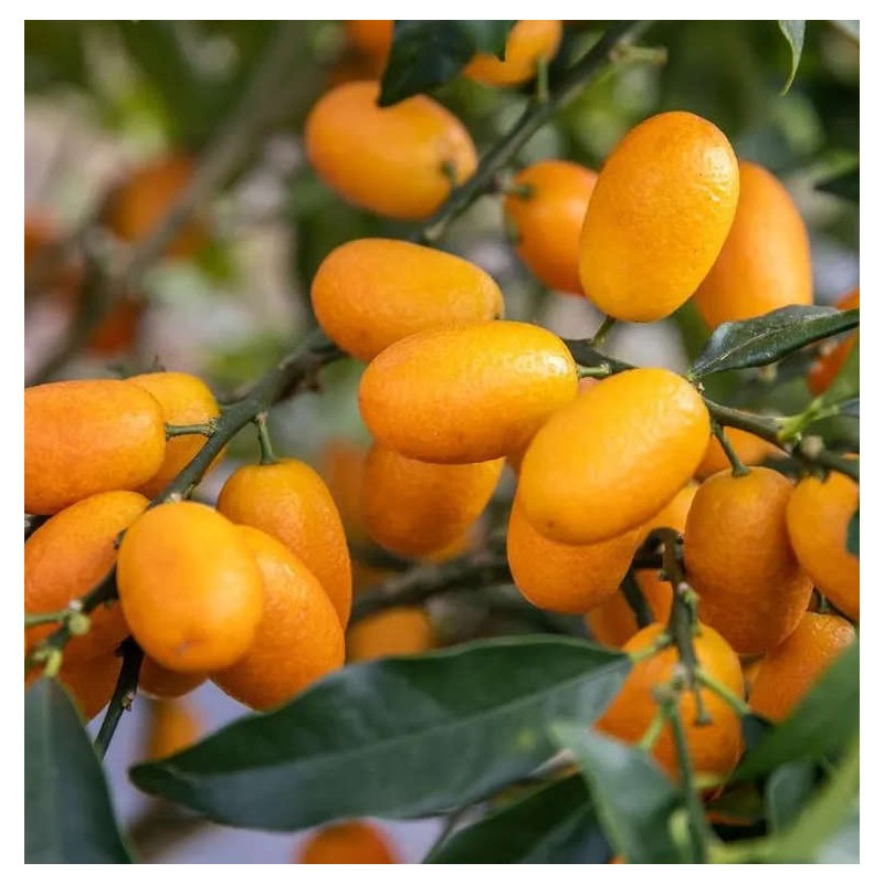 Citrus Kumquat grande (Fortunella margarita variété gros fruit gouteux)