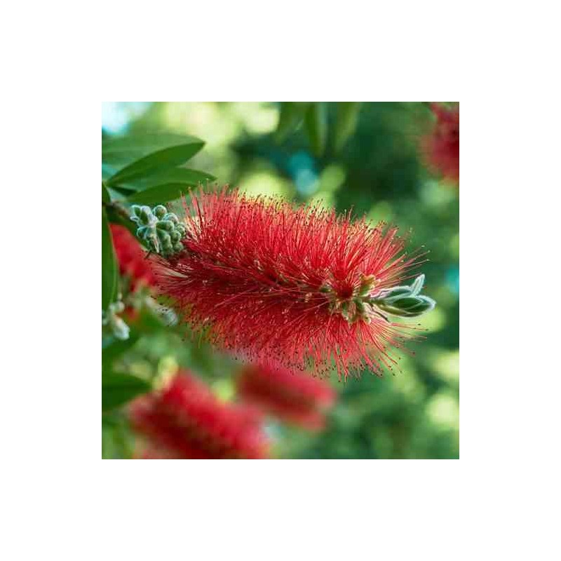 Callistemon laevis