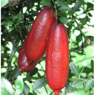 Microcitrus australasica pulpe rouge (Caviar de citron)