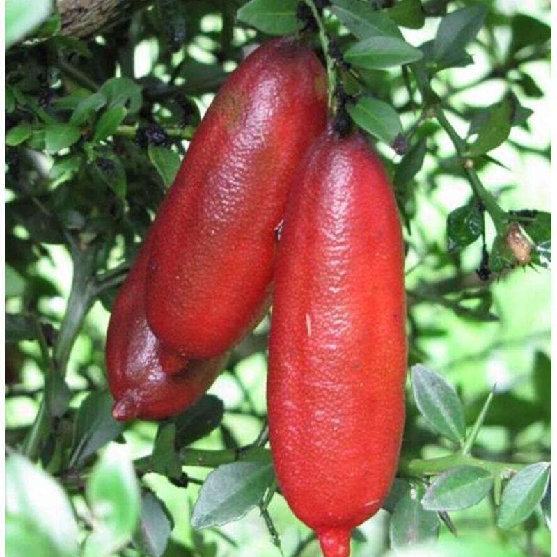 Microcitrus australasica pulpe rouge (Caviar de citron)