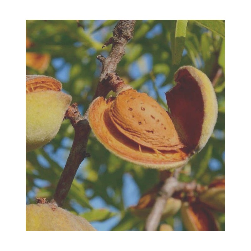 Prunus dulcis var. Largueta (Amandier productif, fruit croquant allongé)