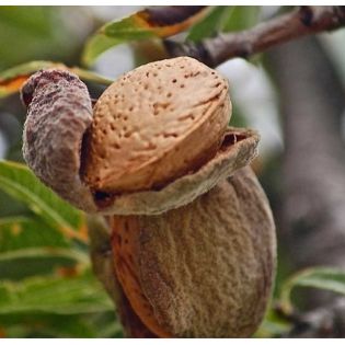 Prunus dulcis var. Guara (Amandier super productif, floraison tardive)