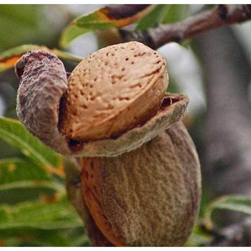 Prunus dulcis var. Guara (Amandier super productif, floraison tardive)