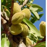 Prunus dulcis var. Mollar (Amandier super productif, floraison tardive, fruit gouteux))