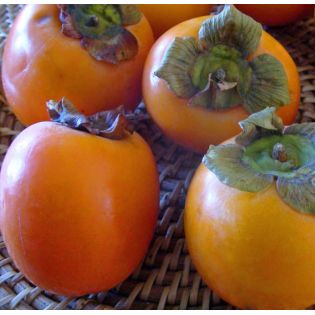 Diospyros kaki var.Persimon (Plaqueminier trés productif gros fruit rouge non astringent)