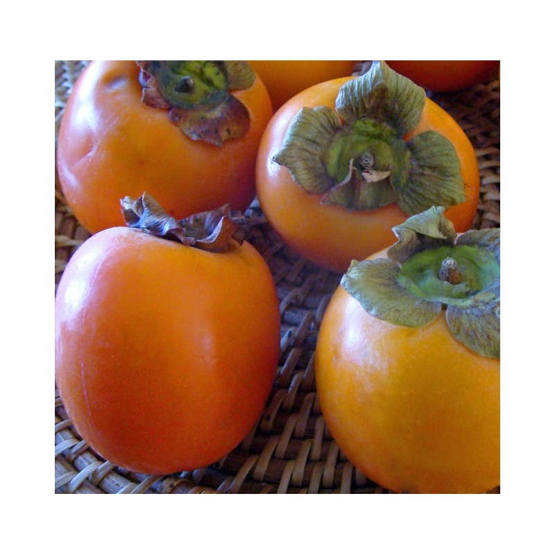 Diospyros kaki var.Persimon (Plaqueminier trés productif gros fruit rouge non astringent)