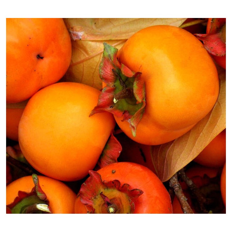 Diospyros kaki var.sharoni (Plaqueminierproductif, fruit sucré et juteux)