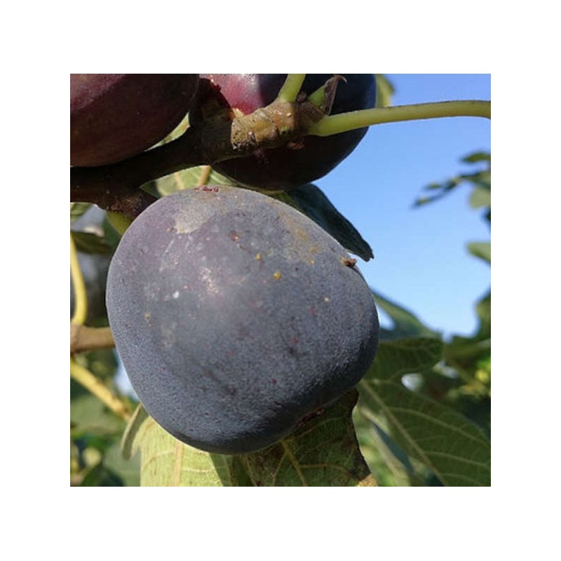 Ficus carica var. Napolitana noire (figuier rustique et productif au fruit très sucré noir)