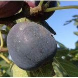 Ficus carica var. Napolitana noire (figuier rustique et productif au fruit très sucré noir)