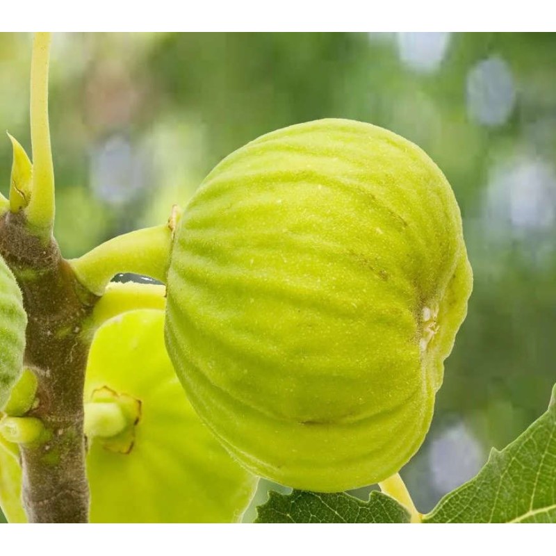 Ficus carica var. Napolitana blanche (figuier rustique et productif au fruit très sucré blanc)