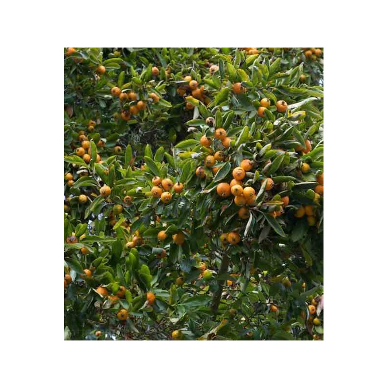 Eriobotrya japonica (Néflier du japon, bibacier)