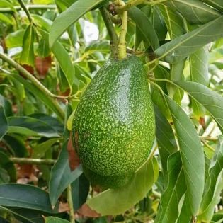 Avocatier : Persea americana var. Ettinger (De greffe)
