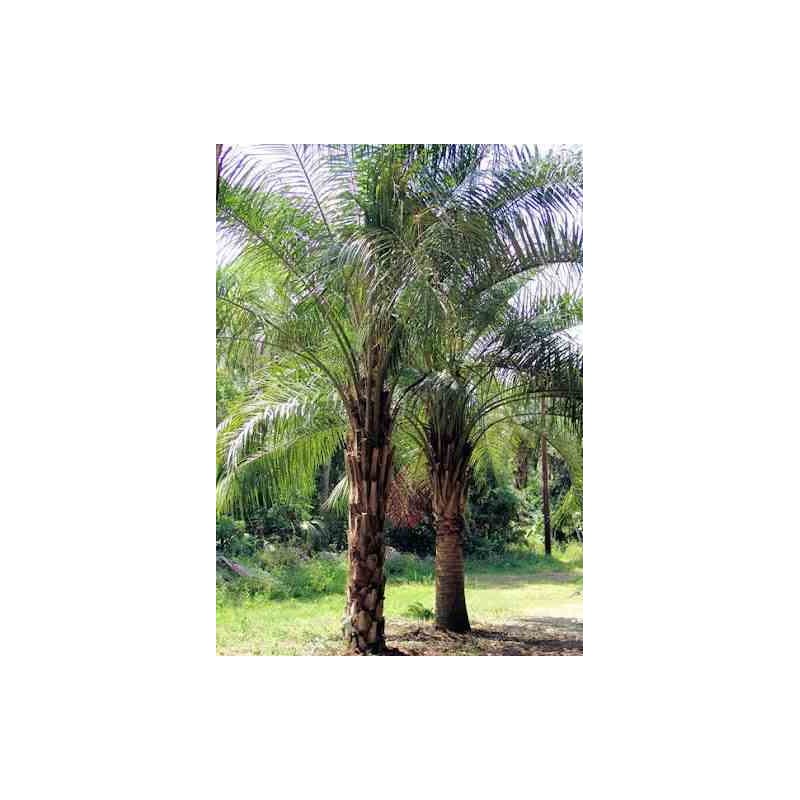 Butia nabonnandii (Butyagrus)