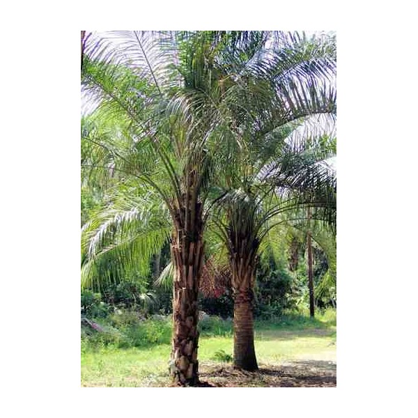 Butia nabonnandii (Butyagrus)