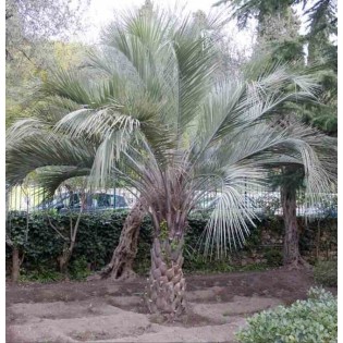Butia capitata (Palmier à vin ou gelée)
