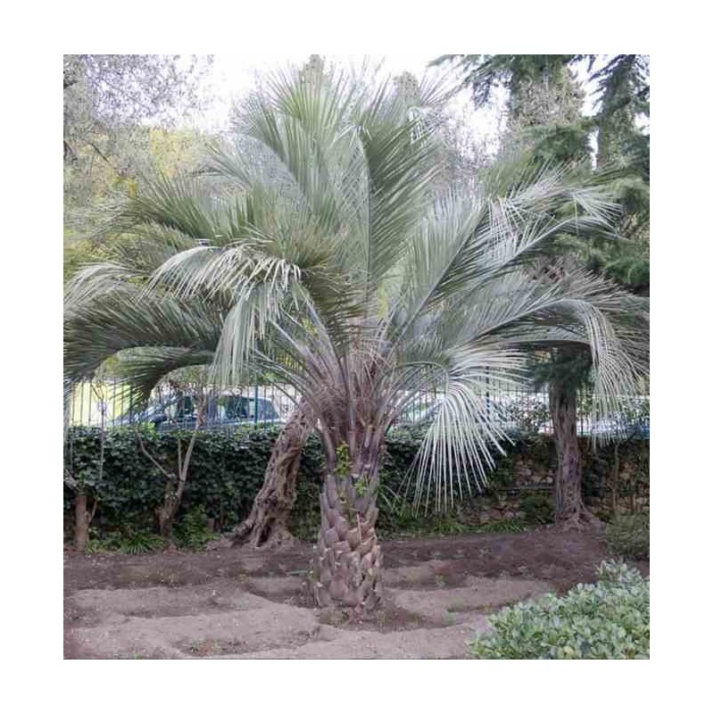 Butia capitata (Palmier à vin ou gelée)