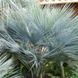 Brahéa sp. Super argent