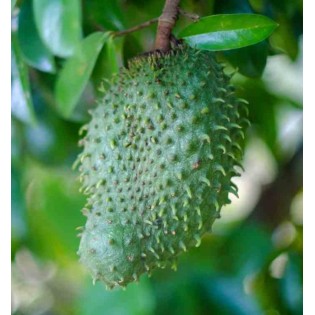 Annona muricata (Corossole)