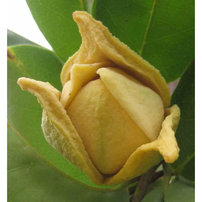 Annona muricata (Corossole)