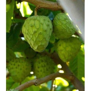 Annona cherimola (Cherimoya)