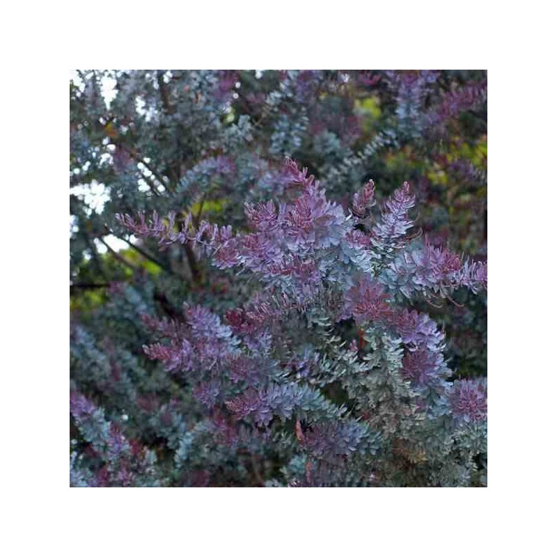 Acacia baileyana 'Purpurea'