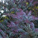 Acacia baileyana 'Purpurea'