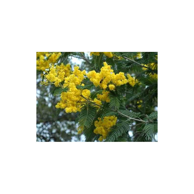 Acacia dealbata var. Le Gaulois