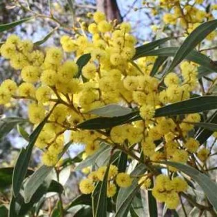 Acacia pycnantha