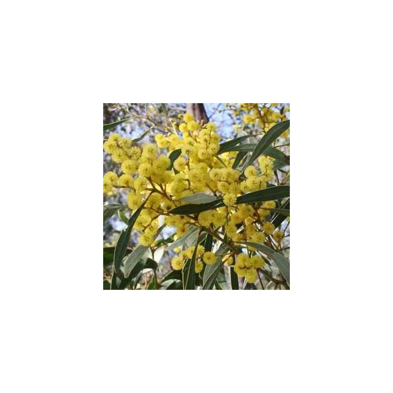 Acacia pycnantha