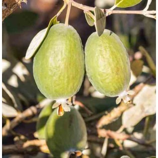 Acca sellowiana (syn. Feijoa s.)