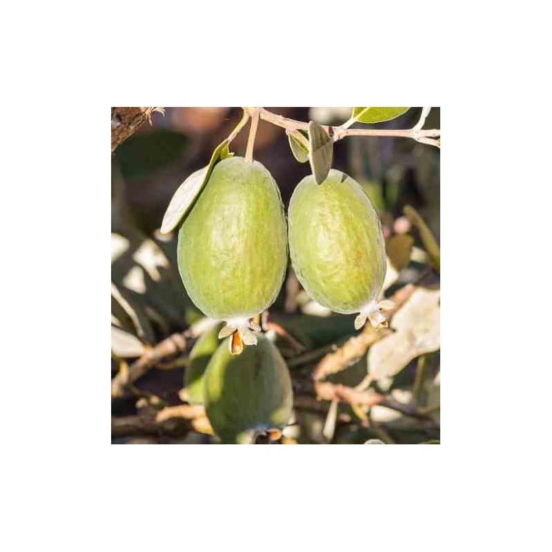 Acca sellowiana (syn. Feijoa s.)