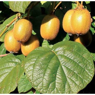 Actinidia deliciosa Jenny (kiwi)
