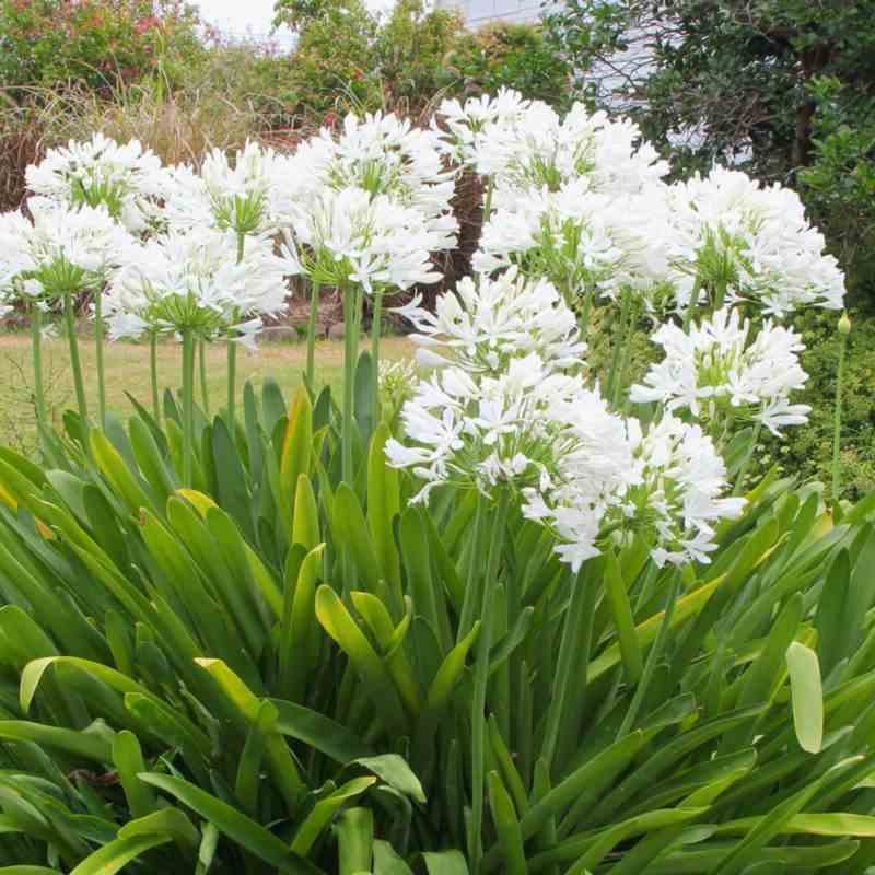 Agapanthus africanus blanche (Agapanthe)