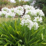 Agapanthus africanus blanche (Agapanthe)