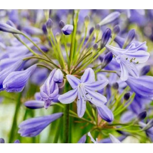 Agapanthus Lapis Lazuli (Agapanthe)