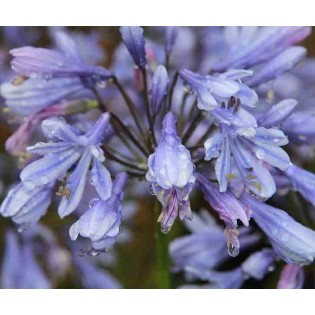 Agapanthus Lavender Haze (Agapanthe)