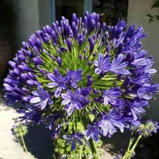 Agapanthus regal beaute (Agapanthe)